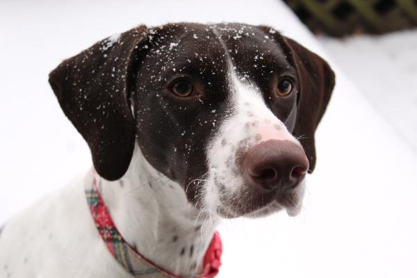/Images/uploads/Southeast German Shorthaired Pointer Rescue/segspcalendarcontest2018/entries/8729thumb.jpg
